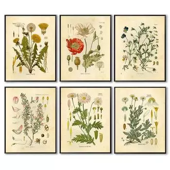 Винтажные картины на холсте с дикими растениями, ботанический цветок, исследование пиона, плакат и принт, настенная художественная картина для декора гостиной, Cuadros 21x30 No Frame