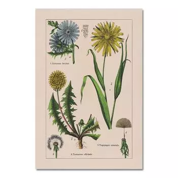 Винтажные постеры и принты с ботаническими травами, домашний декор стен, античная растительная ботаника, настенная живопись на холсте, картины для кухни без рамы 21*30cm