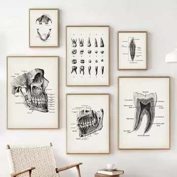 Винтажный абстрактный стоматологический анатомический постер с зубами, иллюстрация, образовательный плакат, холст, картина, настенные панно, домашний декор для клиники, подарок 21cm30cm NoFrame
