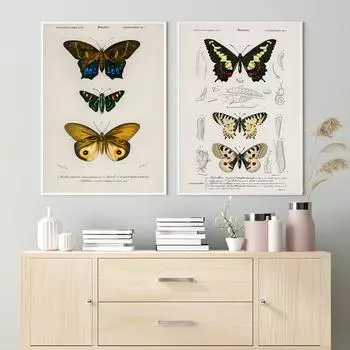 Винтажный постер с бабочками и насекомыми, папийоны, принт на холсте, картина, образование, настенная живопись на холсте, картина для детской комнаты, домашний декор 21x30cm No Framed