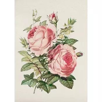 Винтажный постер с розовыми розами, цветочный принт, ботанические цветы, холст, живопись, настенное искусство, картины для коттеджной гостиной, домашний декор 21cm30cm NoFrame