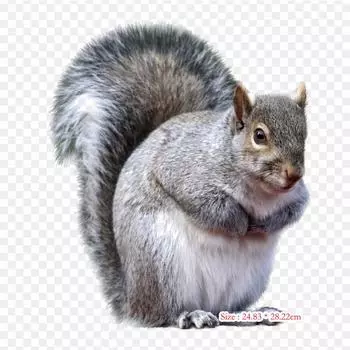Восточная серая белка, серая белка, термопереносная печать, виниловые нашивки, наклейки для одежды, аппликации «сделай сам», моющиеся нашивки
