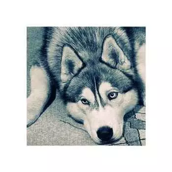 Вышивка 5D DIY Собака Стразы Картина Картина Алмазный Кристалл Мультфильм Животное Стежок Украшения Подарок no.04