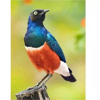Вышивка крестом Птица Цветок Вышивка 5D Алмазная картина Домашнее украшение Полный дрель 20X30CM