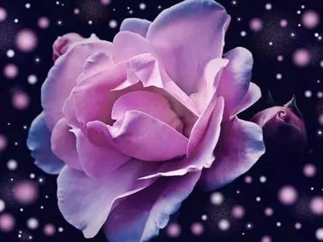 Вышивка Ремесла Набор для рисования 5D Вышивка Картина Алмазная вышивка Роза в горошек Алмаз 20X30CM