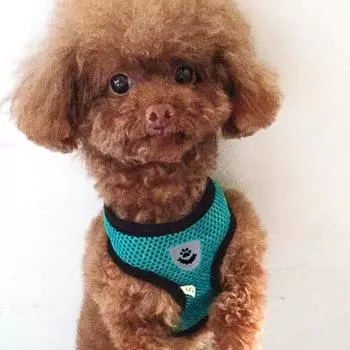 Высококачественная популярная светоотражающая шлейка для собак мопсов маленьких и средних собак, сетчатые принадлежности для домашних животных для чихуахуа, нейлоновый поводок для прогулок с щенком, уникальный жилет L небесно-голубой