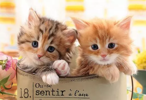 в пазле Beverly 300 элементов Happy Cat x [Сделано в Японии] (26 38см) 300-065