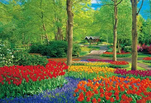 в пазле Беверли из 1000 деталей Keukenhof Garden x [Сделано в Японии] (49 72см) 51-269