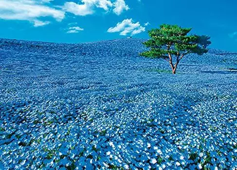 в пазле из 600 деталей Nemophila Hill x [Сделано в Японии] (38 53см)