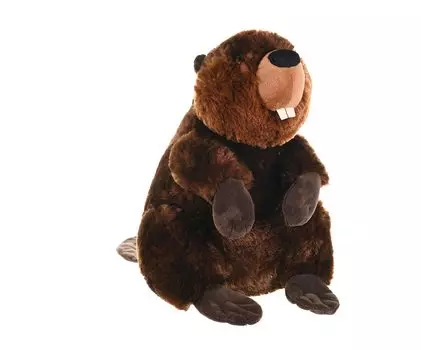 WildPublic Beaver Plush Soft Wild W19 x D40 x 10921 Toy, Material, Animal, Cuddlekins, H26cm,