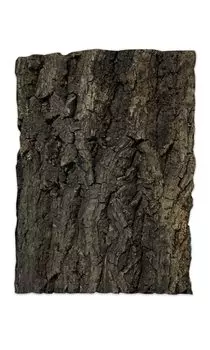 WinJapan Cork Bark Epifitic Air Plant Tillandsia Bark Chip Reptile Decorative Plant Real Hego Board Size 150 x 200 1 (Средний кусок)