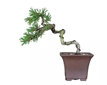 Ябуса Гоёмацу Коконоэ Литературный стиль Маленький бонсай Фактический элемент Привитой сосны Бонсай Гоёмацу Сосна Дуб Новичок В помещении Оценки Хобби Настольный зелёный