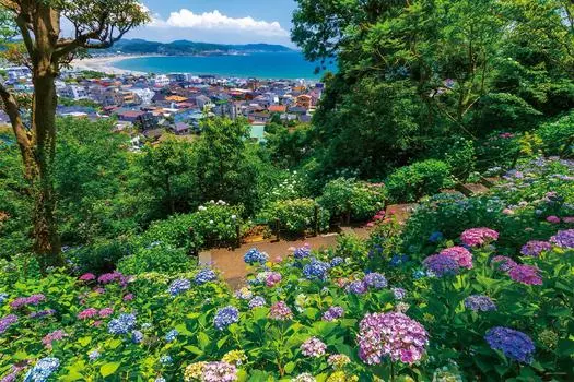 Yanoman 1000 Piece Jigsaw Puzzle Hydrangea and Yuigahama (Kanagawa) (50x75cm)
