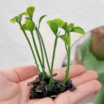 Yousheng 10 шт./компл. заколки для волос с ростками фасоли, креативные пластиковые заколки для волос с растениями, тонкая работа, противоскользящие заколки для волос для девочек, аксессуары для волос зелёный