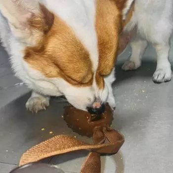 Yousheng 1/2/3 шт. жевательные игрушки для собак в форме кофейных зерен, головоломка, дозатор лакомств, интерактивная игрушка для перетягивания зубов у щенков 1pc