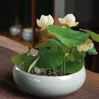 Yousheng Bowl Lotus Planter Керамическая ретро-чаша для лотоса, держатель для гидропонных растений, однотонный глазурованный цветочный горшок для водных растений, чаша для нарцисса, лотос светло-зеленый