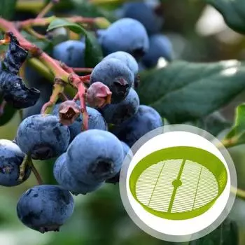 Yousheng Черника Пищевое сито Дуршлаг Чистящий лоток Слив Ягодная корзина для овощей Мытье кухни Инструмент для чистки фруктов и овощей для кондитерской зелёный