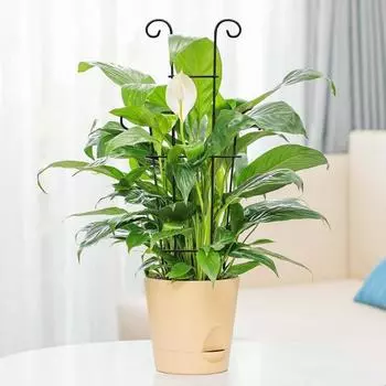 Yousheng Plant Trellis для вьющихся растений, комнатная и уличная металлическая антикоррозийная опорная решетка, простая в установке, комнатная решетка для горшечных растений Pothos Ivy 2pcs