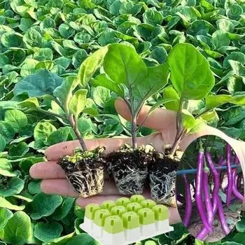 Yousheng Seeds Starter Tray Box 12 ячеек, горшок для рассады, многоразовый горшок с регулируемой вентиляцией и влажностью, посадочный горшок для прорастания рассады