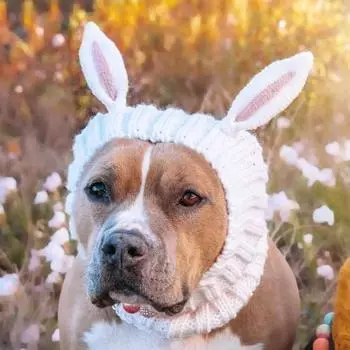 Yousheng Уютная зимняя вязаная шапка для домашних животных, мягкая, удобная в ношении, уникальный стиль, утолщенная теплая повседневная одежда для домашних животных зимой M Fox