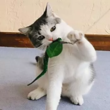 Забавный ловец котят для игр в помещении, упражнений, товаров для животных, дразнящая палочка для кошек, жевательная палочка для кошек, дразнящая палочка Green