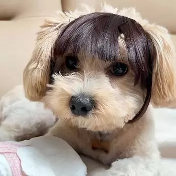 Забавный парик для собак, костюмы для домашних животных, головной убор для маленьких собак на Хэллоуин, рождественский праздничный декор, креативный парик для кошек, товары для домашних животных