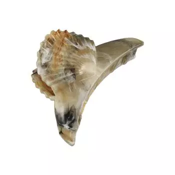 Зажим для волос Уксусная кислота Заколки Пляжный головной убор Ацетат Ракушка Волосы Коготь Женщины