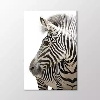 Зебра Живопись