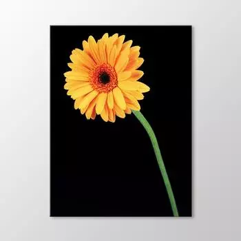 Желтая хризантема картина