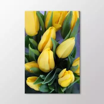 Желтые тюльпаны