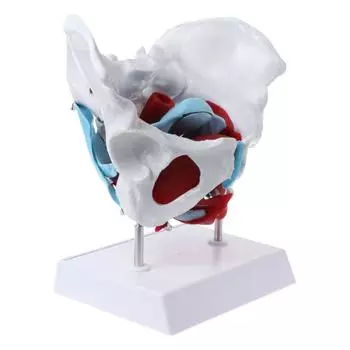 Женский таз Тазовое дно Мышечная модель Матка Яичник Мышцы Обучающие ресурсы Образовательный съемный