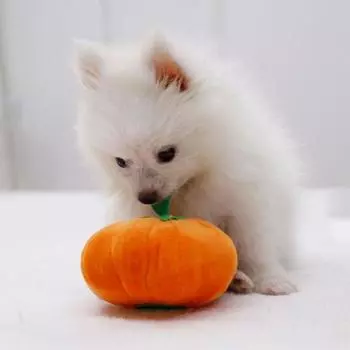 Жевательная игрушка для собак, устойчивая к укусам, без запаха, устойчивая к царапинам, износостойкая, недеформируемая, избавляет от скуки, встроенный звуковой сигнал