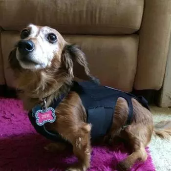 Жилеты для собак Костюм для спины Поддержка поясницы Пластина поддержки Слабость конечностей Грыжа межпозвоночного диска Жилет для собак Шлейка Товары для животных Товары для животных XS back 24-27.9cm