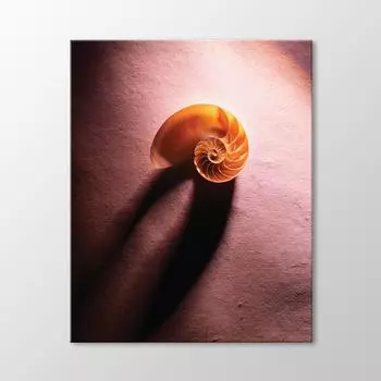 Живопись Морской Ракушки