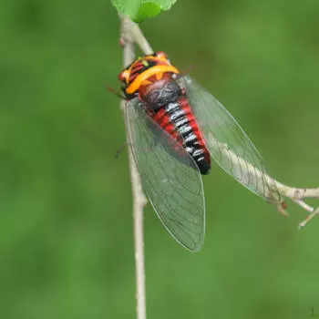 / Животное для украшения и сувениров Cicada