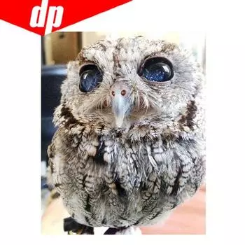 Животное Сова Алмазная вышивка 5D DIY Алмазная картина Вышивка крестом Изображение Полный круглый бриллиант 20X30