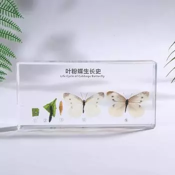 Жизненный цикл развития лягушки/шелкопряда/бабочки-листа. Образцы пресс-папье в прозрачной смоле для научного образования