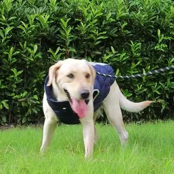 Зимняя теплая светоотражающая водонепроницаемая утепленная куртка для больших собак XL темно-синий