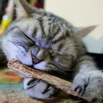 Зубная паста для кошек Molar Stick 100% натуральная кошачья мята, игрушки для кошек, фрукты, серебряная лоза, лакомства, чистка зубов, принадлежности для кошек 5/10 шт. 5pcs