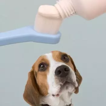 Зубная щетка для собак с маленькой головкой Зубная щетка для домашних животных Чистка зубов у собак Уход за полостью рта Зубные щетки с длинной ручкой Зубная щетка для кошек Товары для домашних животных оранжевый