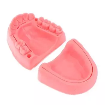 Зубы Десны Комбинированная Модель Силиконовый Материал Обучение Шовному Модуль