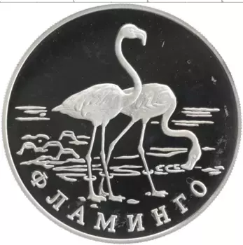 Монета рубль России 1997 года Серебро Красная книга - Фламинго