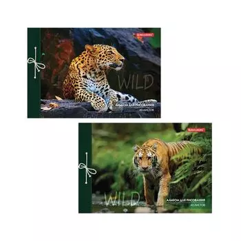 Альбом для рисования А4 40 л., на завязках, обложка картон, BRAUBERG, 200х285 мм, "Дикие кошки" (2 вида), 105615 (10 шт.)