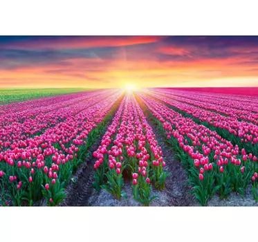 Алмазная картина Поле тюльпанов 40*50см без подрамника