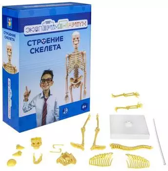 Набор 1Toy Экспериментариум "Строение скелета"