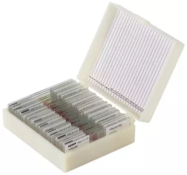 Набор микропрепаратов Konus 25: «Человеческое тело»