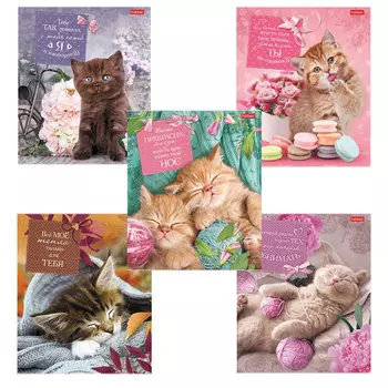 Тетрадь А5, 40 л., HATBER, скоба, клетка, обложка картон, Без кота - жизнь не та (5 видов), 40Т5В1, (24 шт.)