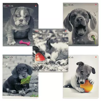 Тетрадь А5, 48 л., АЛЬТ, скоба, клетка, гибридный лак, ЩЕНКИ. КОНТРАСТЫ (5 видов), 7-48-1026, (20 шт.)