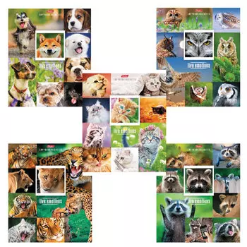 Тетрадь А5, 48 л., HATBER, скоба, клетка, обложка картон, ЖИВЫЕ ЭМОЦИИ (5 видов в спайке), 48Т5В1, T242551, (20 шт.)