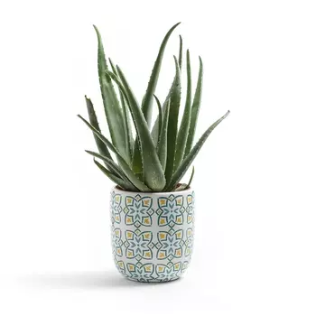 Кашпо с принтом, Ivané